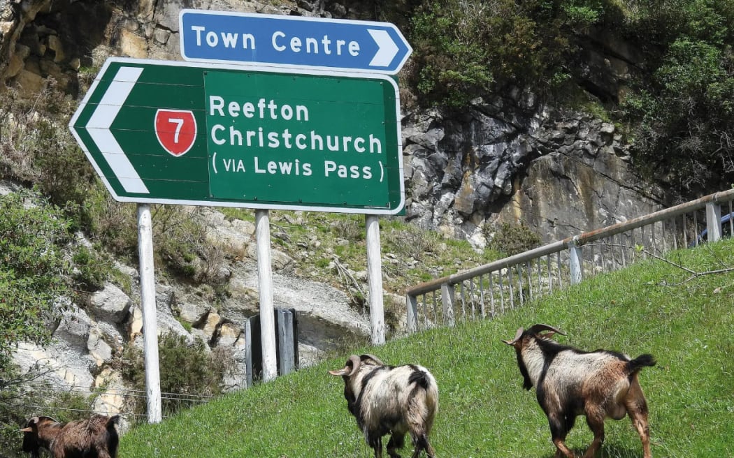 Feral goats graze on grass near Cobden bridge, less that 200 metres from the Greymouth CBD, and a common sight across the West Coast region.