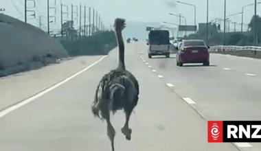 Ostrich on a side quest: runaway big bird sprints on Thai highway