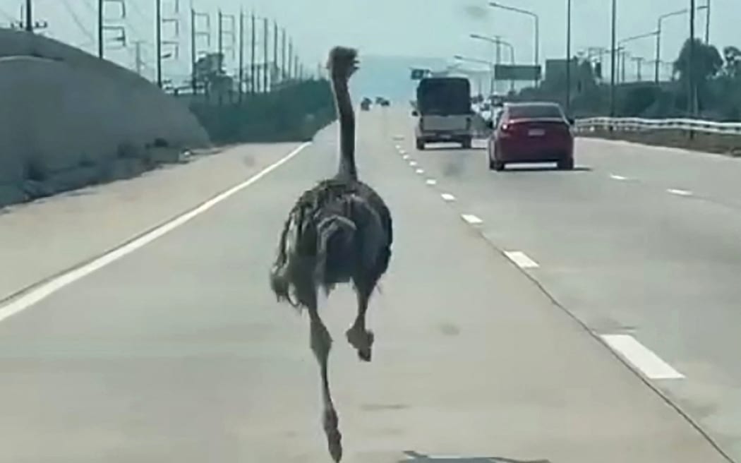 This frame grab from a handout video courtesy of Chairat Sompong taken and released on April 7, 2026 shows an ostrich running along a highway in Thailand's Chonburi province. A pet ostrich in Thailand went for a speedy jaunt down a busy highway on April 7 after escaping its enclosure at an animal-themed cafe and leaving his mate in the dust.