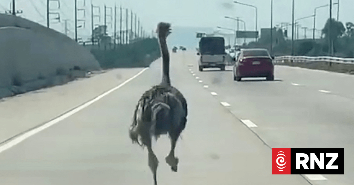 Ostrich on a side quest: runaway big bird sprints on Thai highway