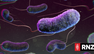 What is E coli bacteria contamination, and what does it mean for your health?