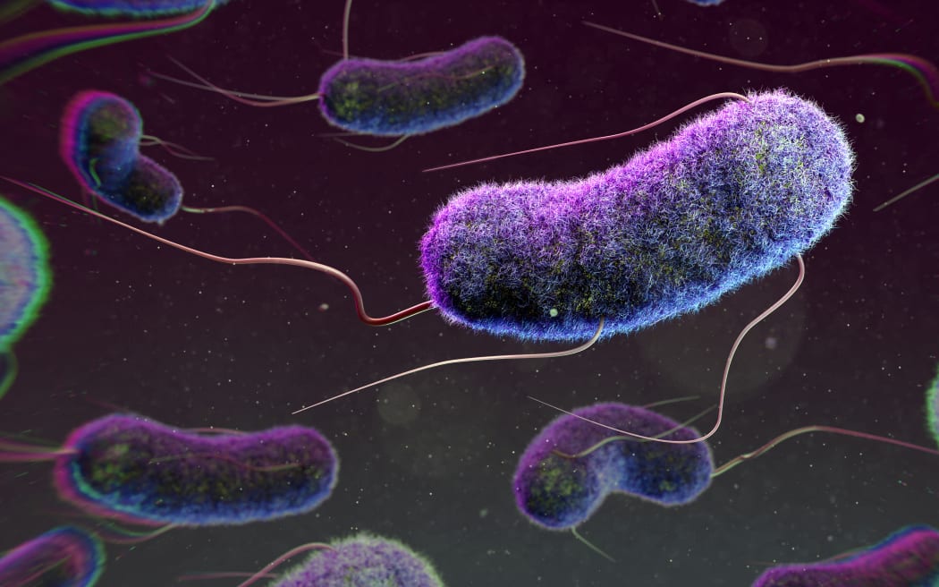 Illustration of Escherichia coli bacteria. E. coli is a rod shaped bacterium, commonly found in the lower intestine of warm-blooded organisms. Certain strains can cause food-poisoning in humans. (Photo by THOM LEACH / SCIENCE PHOTO LIBRA / TLE / Science Photo Library via AFP)