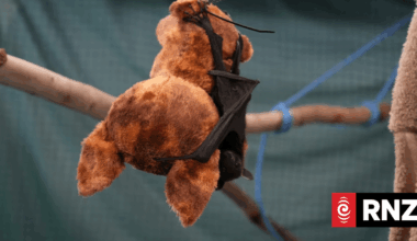Hundreds of flying fox pups starving to death in wake of ex-Tropical Cyclone Narelle