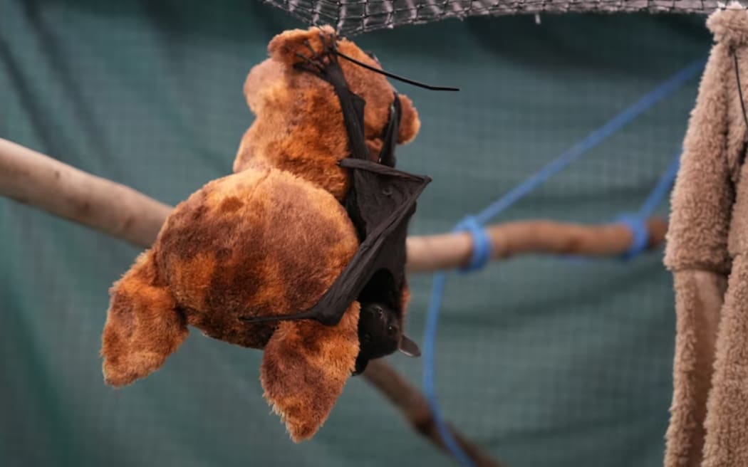 Rescuers say baby flying foxes are falling out of trees, and many of them have died.