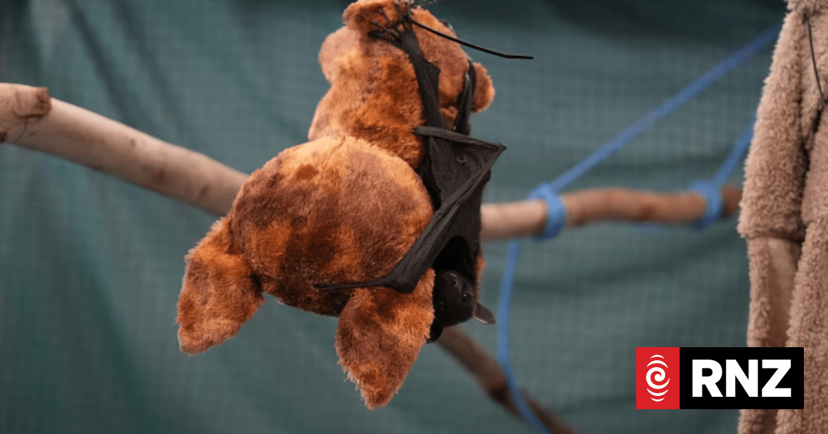 Hundreds of flying fox pups starving to death in wake of ex-Tropical Cyclone Narelle