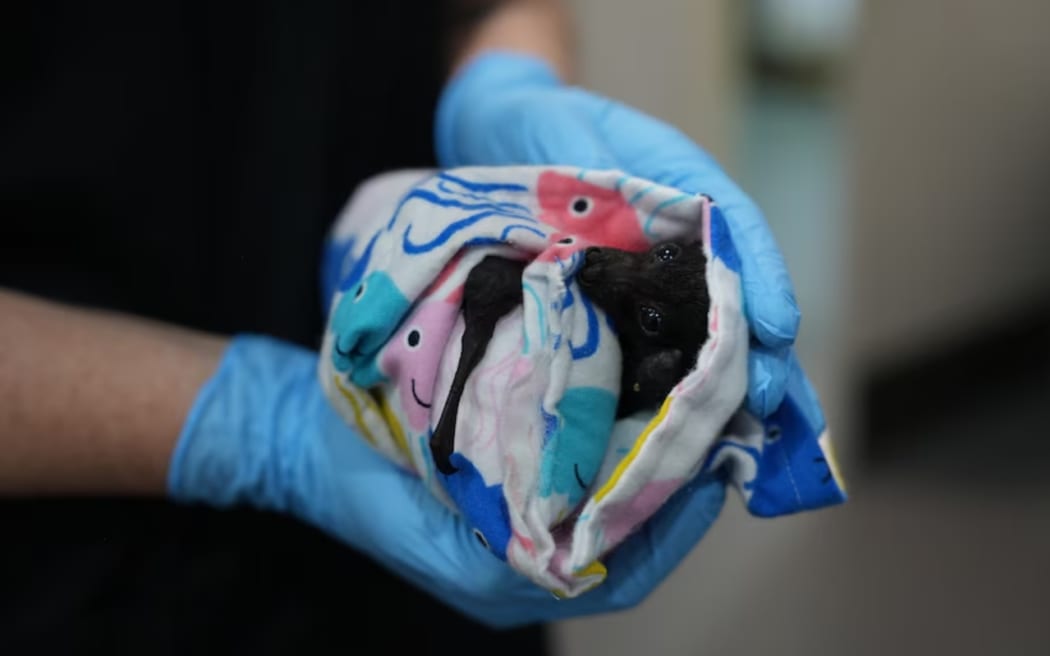 Carers have taken on as many as 45 flying foxes each, caring for them at their own homes. (ABC News: Tilda Colling)