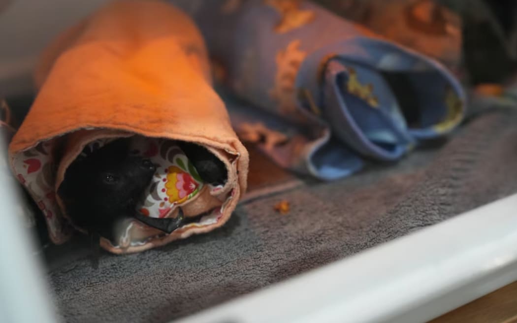 Rescuers have managed to save dozens of the flying foxes, with one volunteer caring for up to 45 at a time. (ABC News: Tilda Colling)