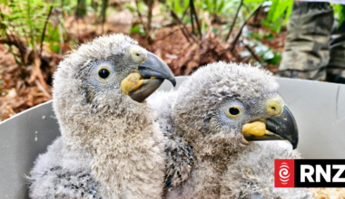 Pūkaha wildlife centre to have council observer