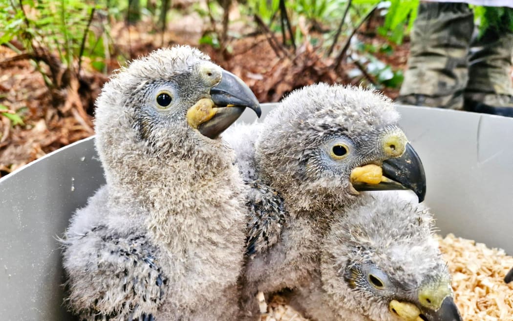 Kaka chicks at Pūkaha National Wildlife Centre in 2024.