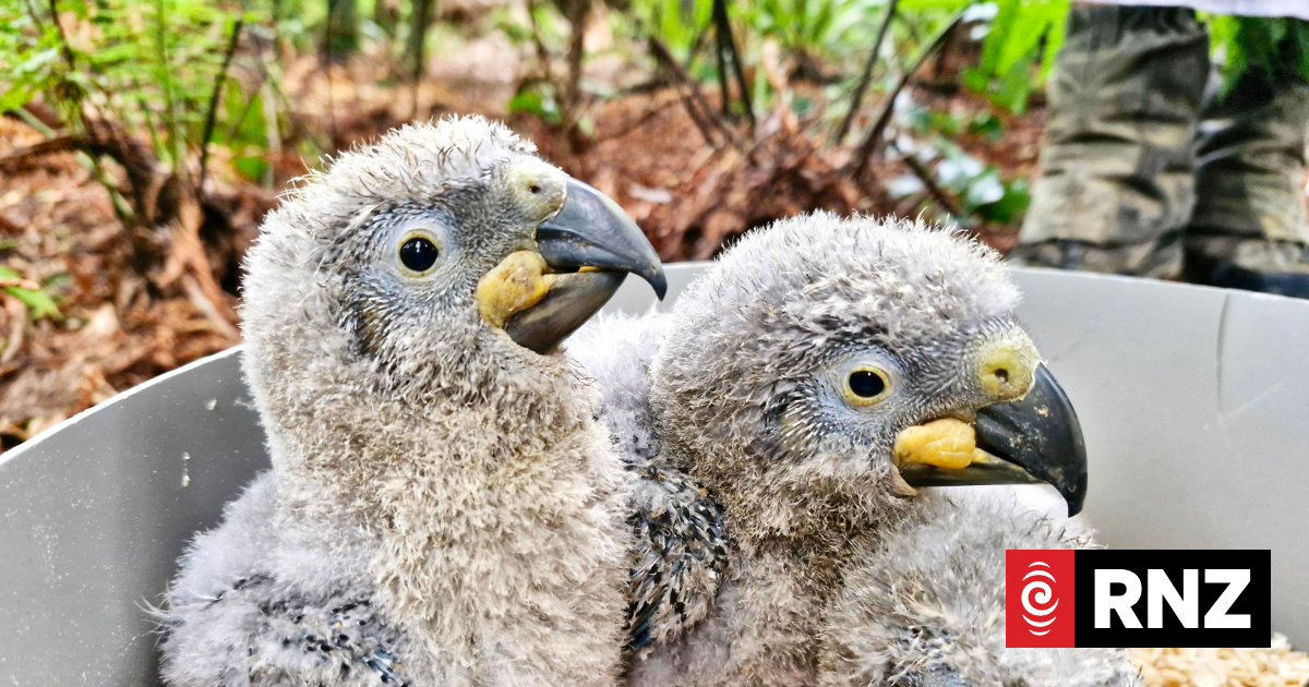 Pūkaha wildlife centre to have council observer