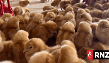 Country Life: Bennik's Eggs pioneers in poultry