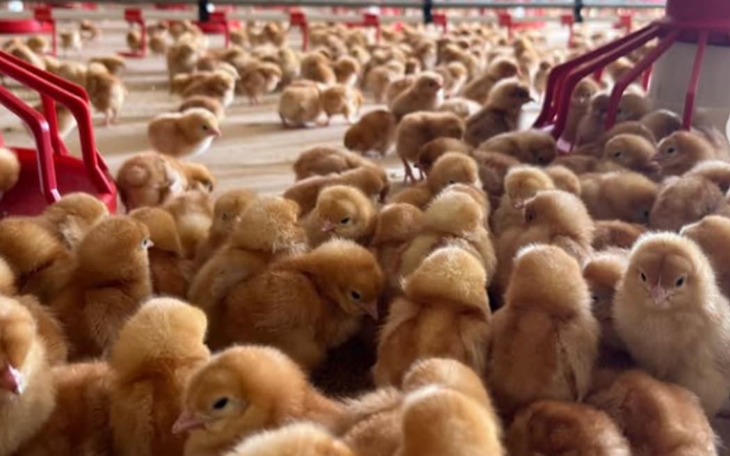 Bennik's Eggs is also home to a hatchery.