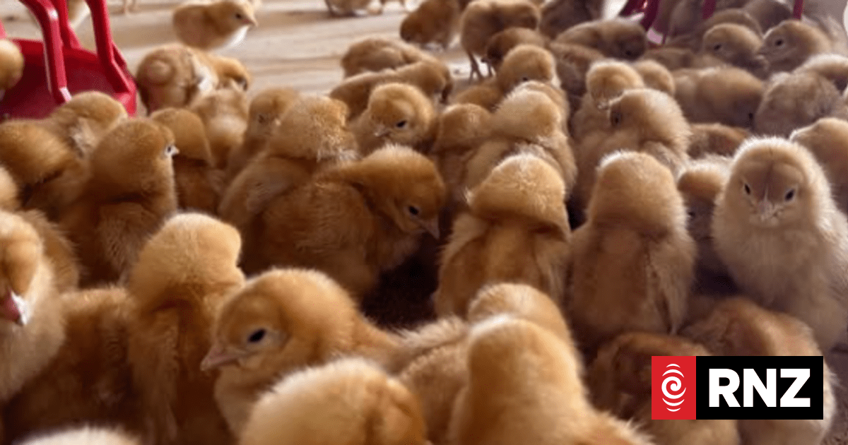 Country Life: Bennik's Eggs pioneers in poultry