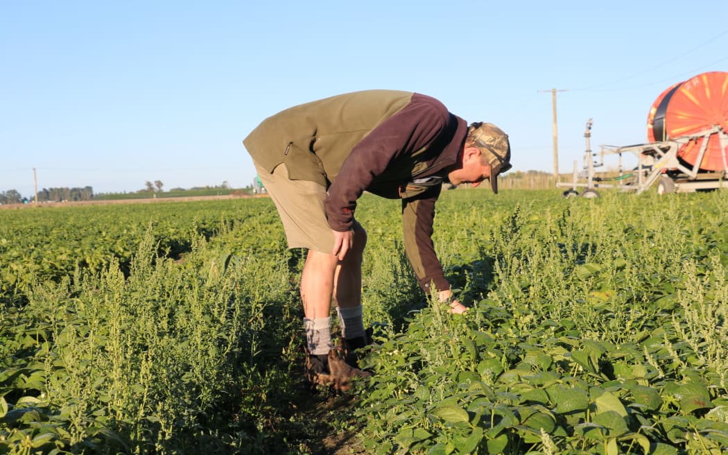 David Birkett inspects his pea crop.