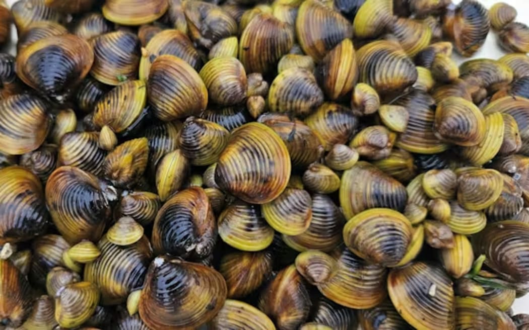 Invasive gold clams collected near the Maraetai boat ramp. Michelle Melchior, CC BY-NC-SA