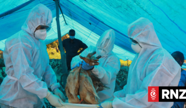 A high‑risk bird flu strain is circling the globe. How prepared is NZ?