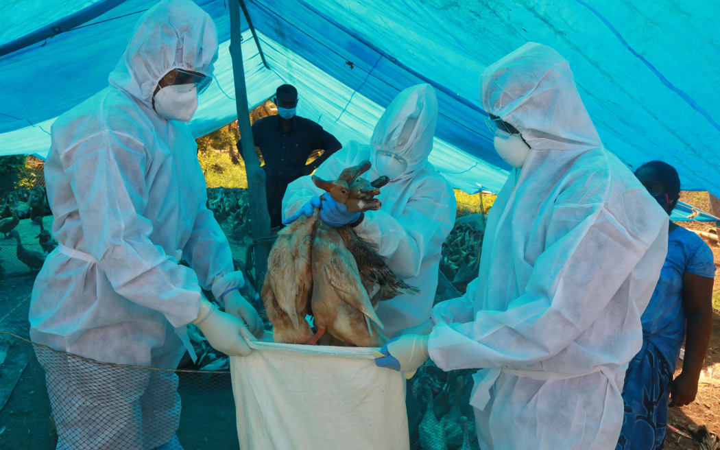 Health workers in protective suits cull ducks after the H5N8 bird flu strain was detected, in Karuvatta of Alapuzha district some 90 Kms from Kochi on January 6, 2021. Tens of thousands of poultry will be slaughtered in India after an outbreak of deadly avian influenza was found to have killed scores of birds across the country, officials said on January 5.