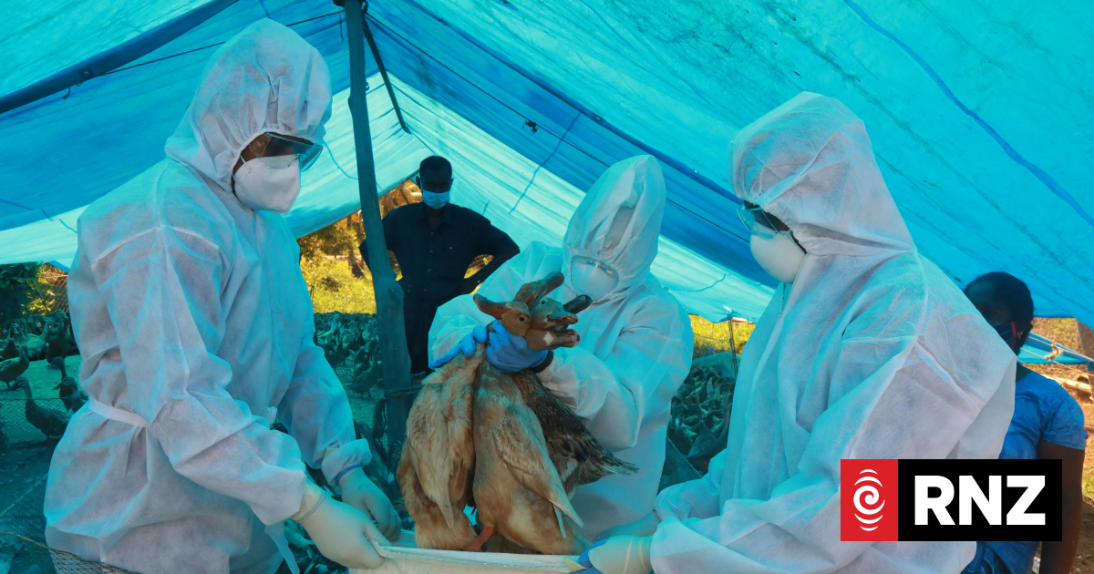 A high‑risk bird flu strain is circling the globe. How prepared is NZ?