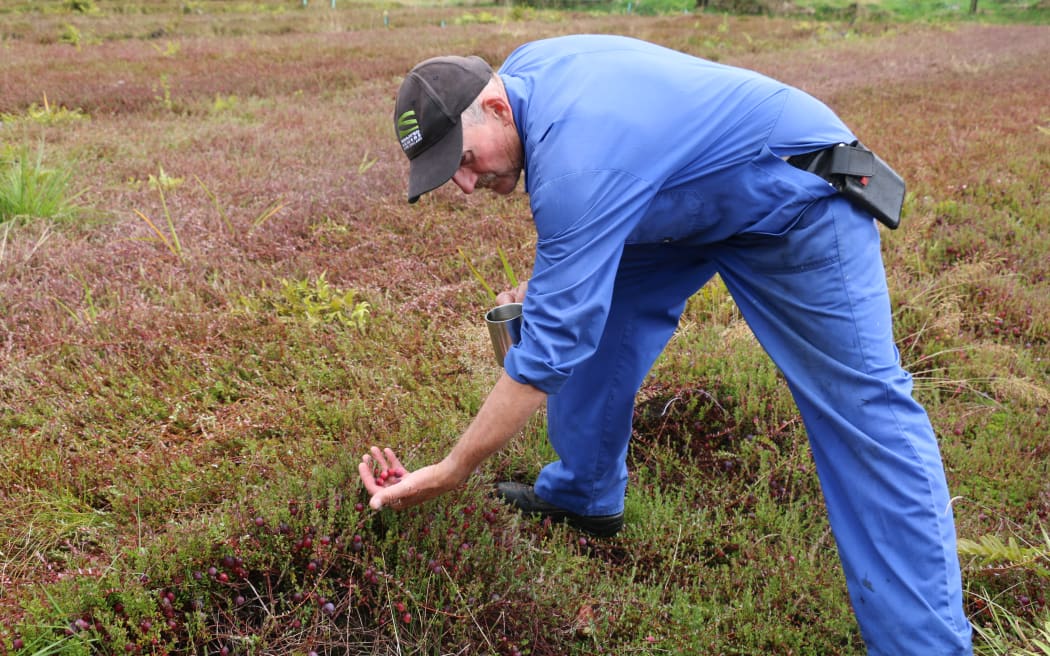 Kevin MacGregor enjoys eating cranberries straight off the bed, in all their crunchy, tangy glory.