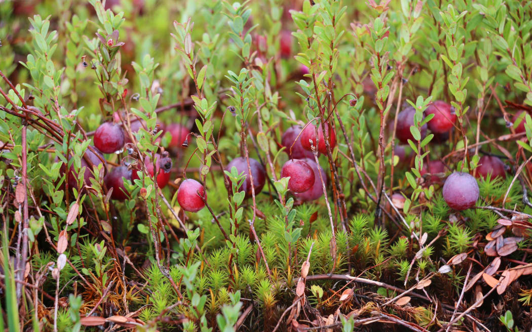 Cranberries grow close to the ground on small branches.