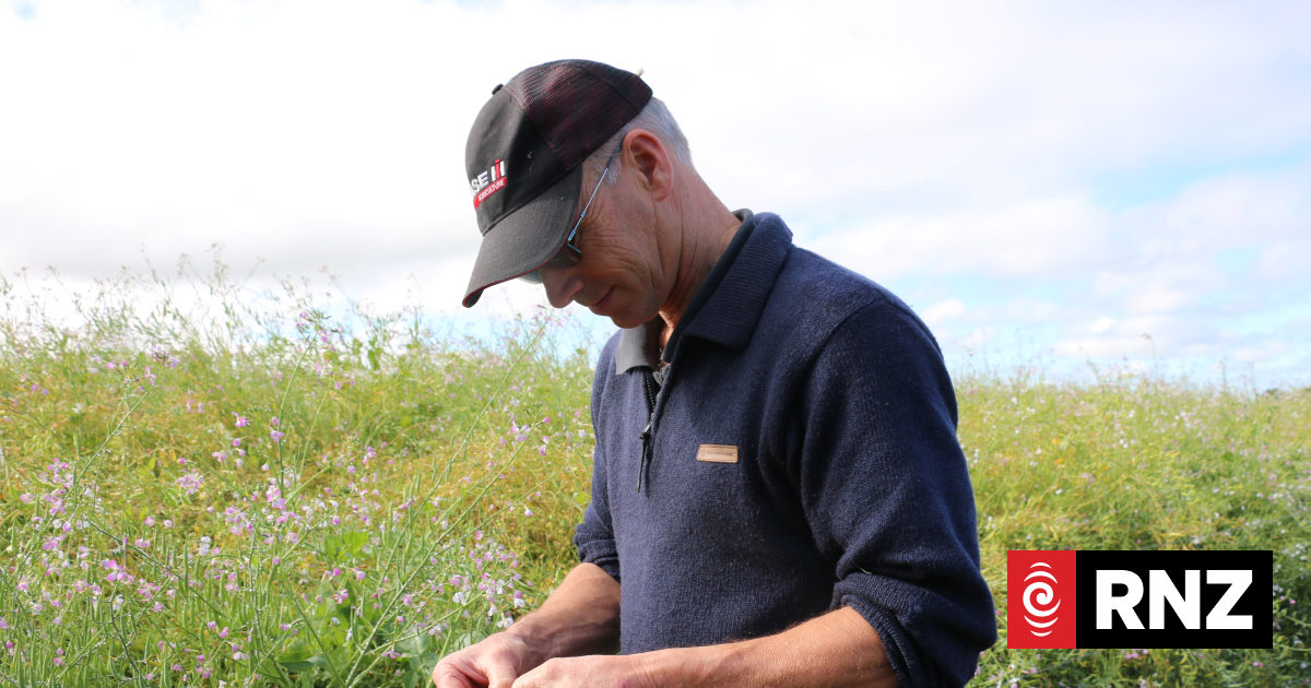 Country Life: Why Canterbury's crop farmers are leaving the industry