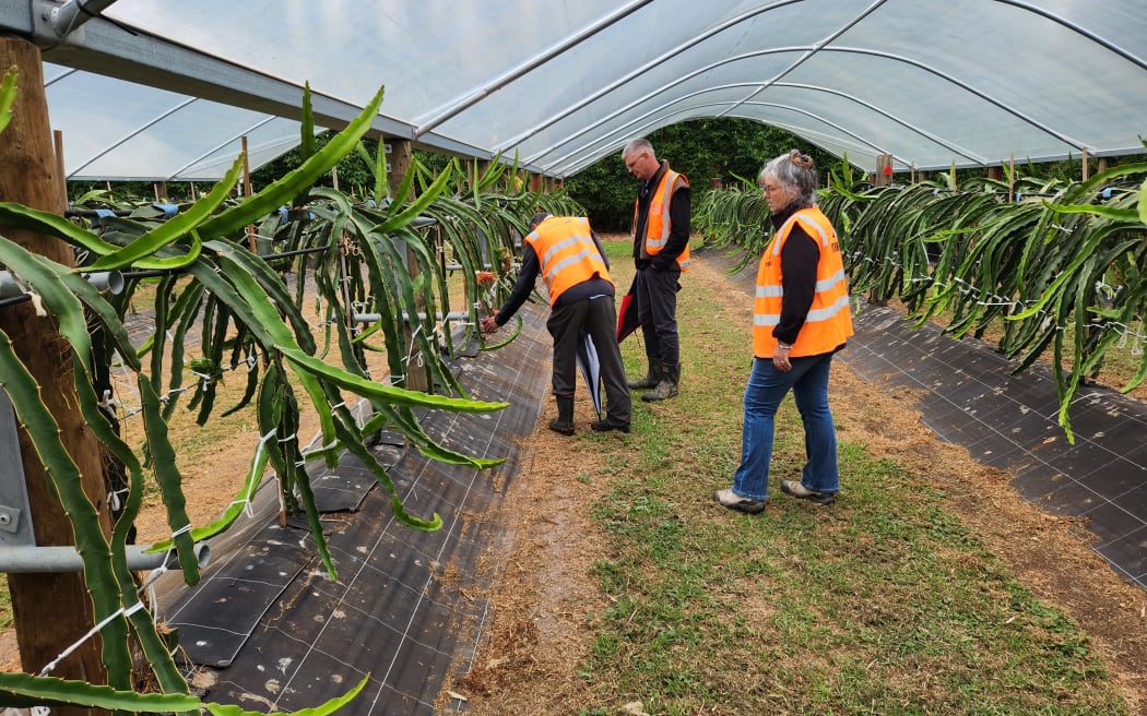 Satish shows Luke Beehre and Jeanette Johnstone of Northland Inc dragon fruit growing under cover