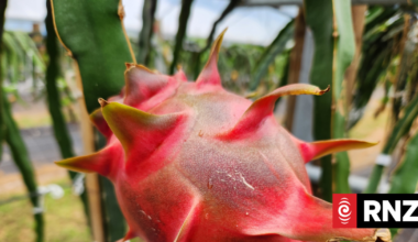 Country Life: Dragon fruit a sweet choice for storm-scarred Northland?
