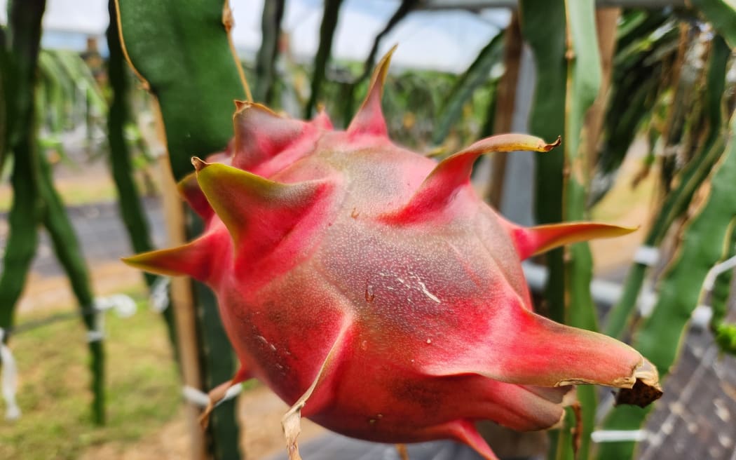 A close-up shot of a dragon fruit on the vine