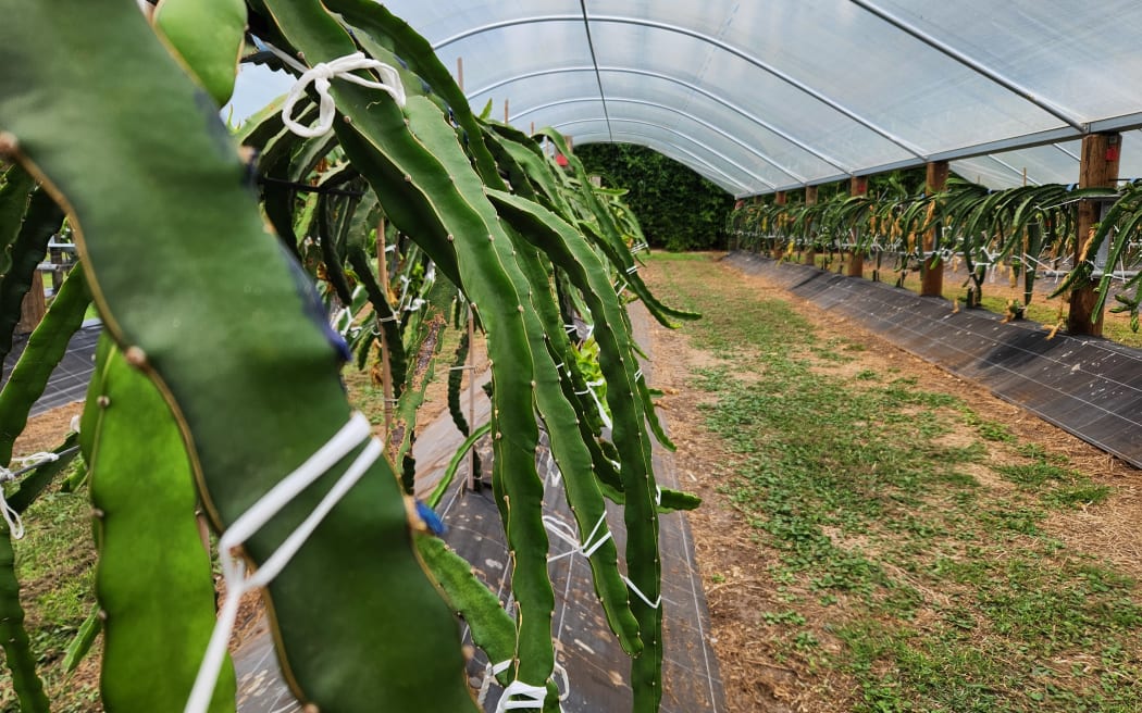 Dragon fruit vines draped over a trellis in a tunnel house