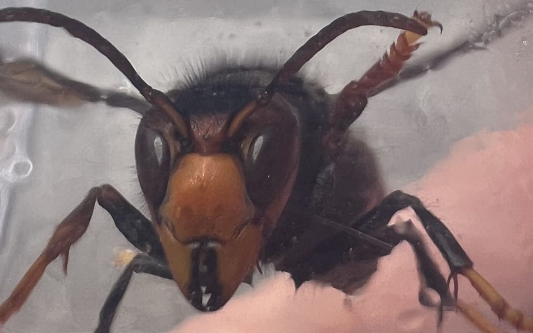 Yellow-legged hornet.