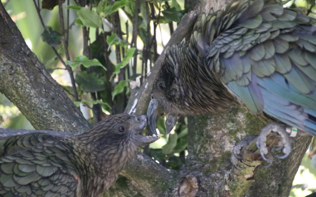 Bruce the disabled kea has achieved social dominance with an innovative fighting technique.