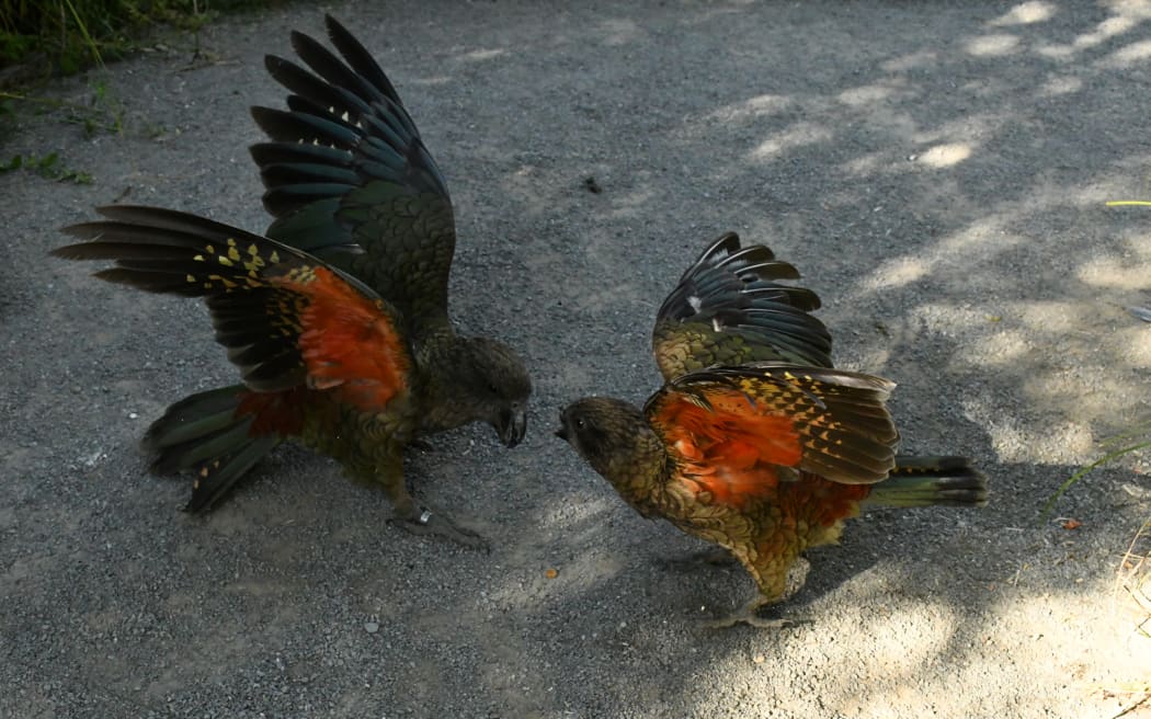 Bruce the disabled kea has achieved social dominance with an innovative fighting technique.