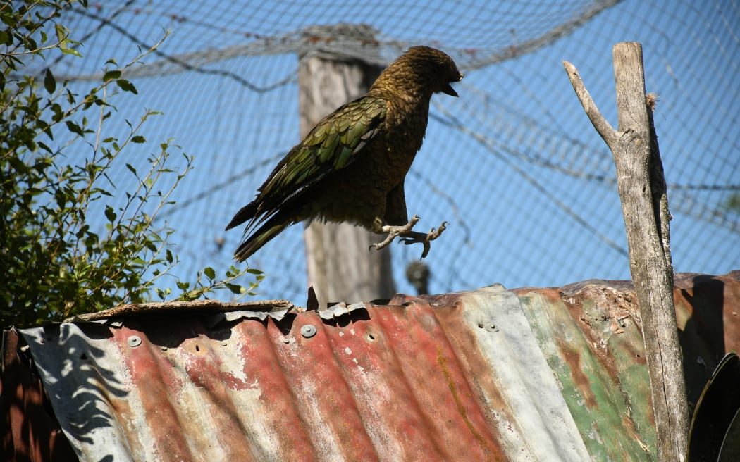 Bruce the disabled kea has achieved social dominance with an innovative fighting technique.
