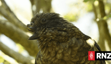 Disabled kea achieves social dominance with one-of-a-kind 'jousting' technique