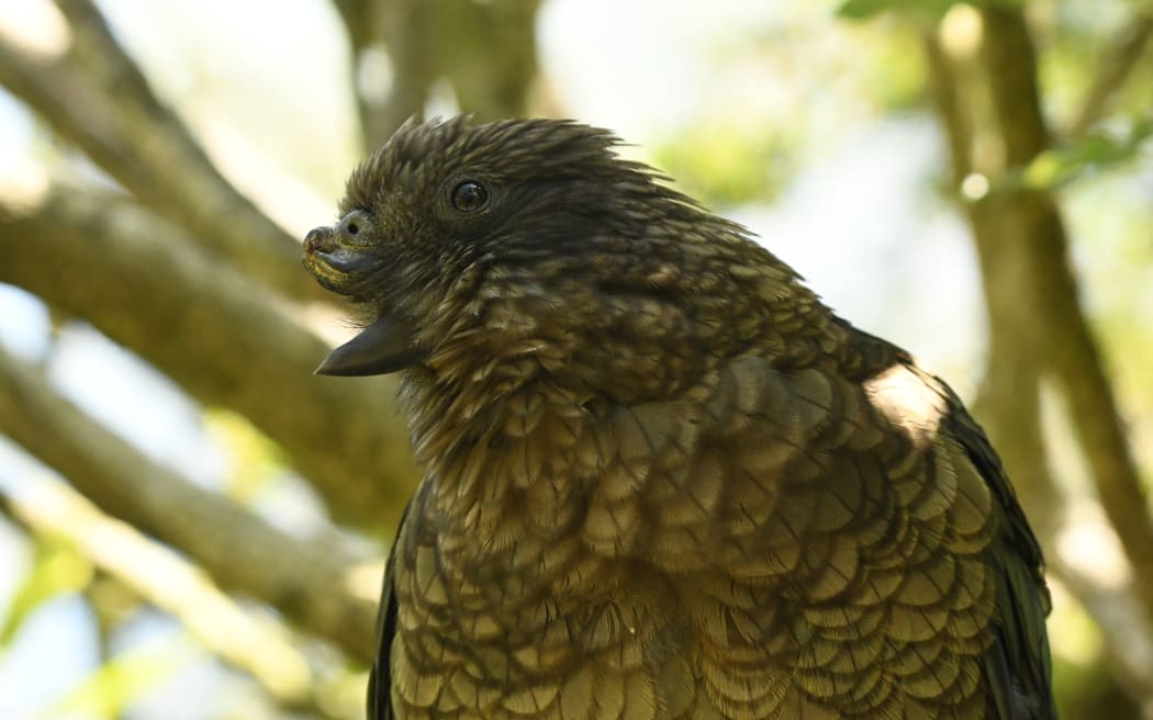 Bruce the disabled kea has achieved social dominance with an innovative fighting technique.
