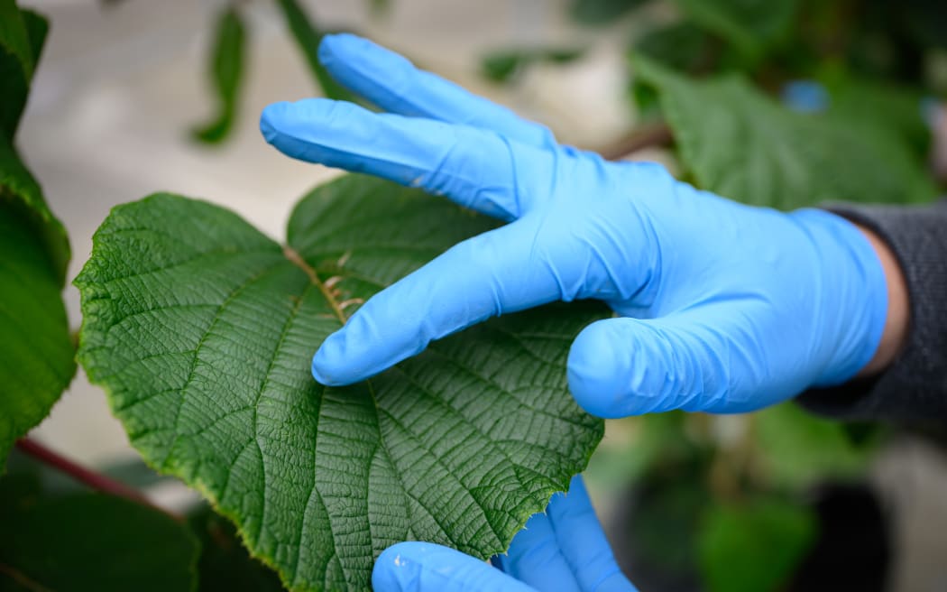 A close up shot of someone holding a kiwivine leaf. They are wearing blue plastic gloves, and running an index finger along the leaf.