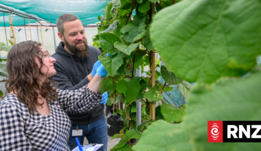 Our Changing World: The complex Cook Strait border for kiwifruit plants