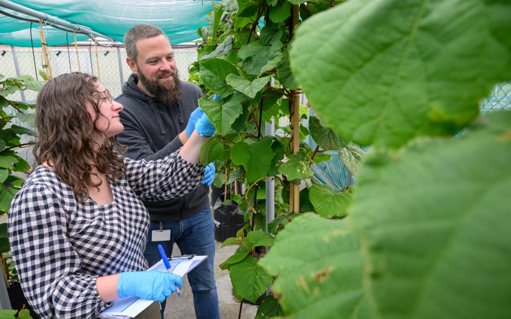 Falk and Rebecca are both wearing blue plastic gloves. They are looking carefully at a kiwivine plant. The plants are large, potted and tied to bamboo stakes. They are in an enclosed mesh area. Rebecca is wearing a black and white checked shirt, and holding a clipboard and pen. Falk is in a navy hoodie and blue jeans.