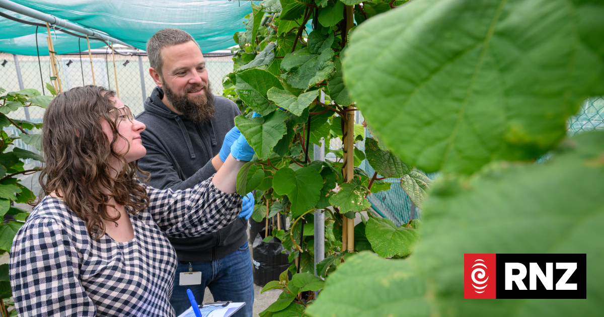 Our Changing World: The complex Cook Strait border for kiwifruit plants