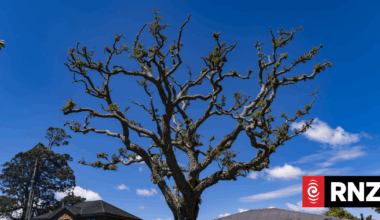Avalon in Lower Hutt was once part of the famous five-hectare Mason's Garden