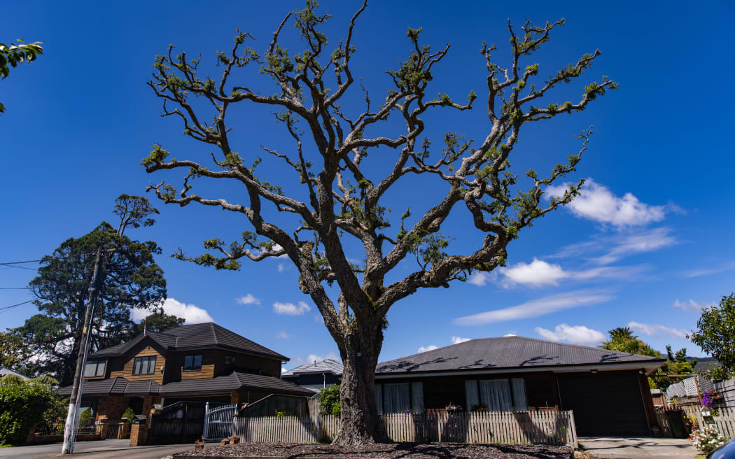 Trees in the former Mason Gardens, Lower Hutt