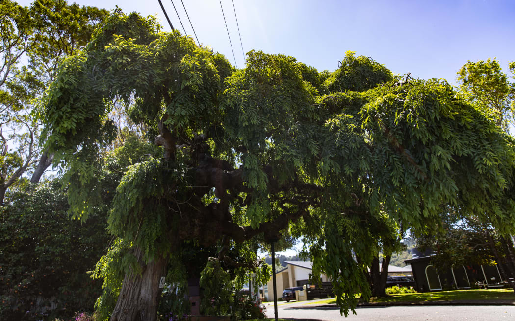 Trees in the former Mason Gardens, Lower Hutt