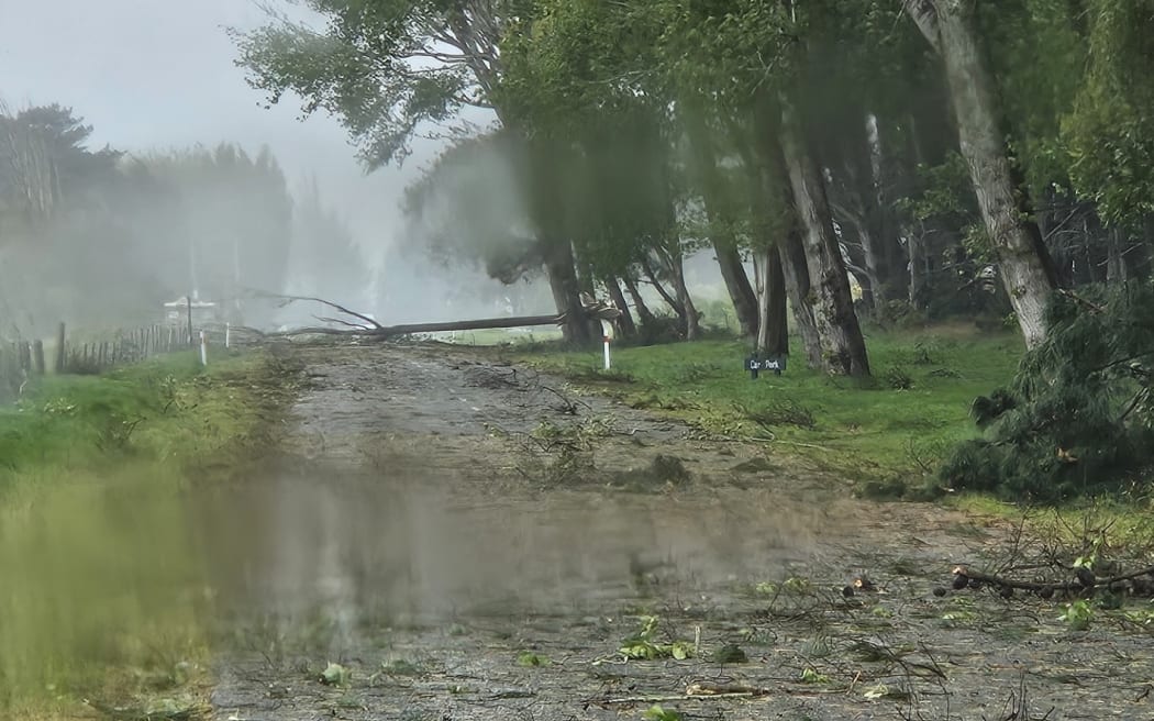 Trees down in Invercargill, Southland. Photos supplied from Ian Hamilton.