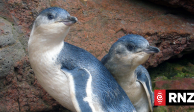 Nearly 1000 chicks fledged at Oamaru's blue penguin colony