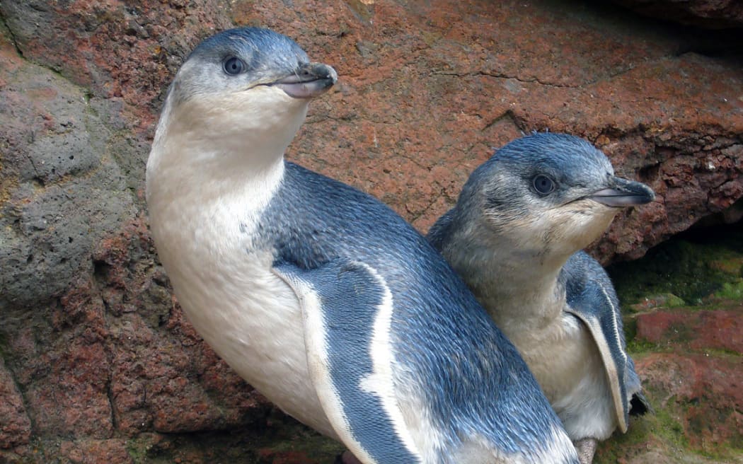 Two little blue penguins sit in a rocky landscape.