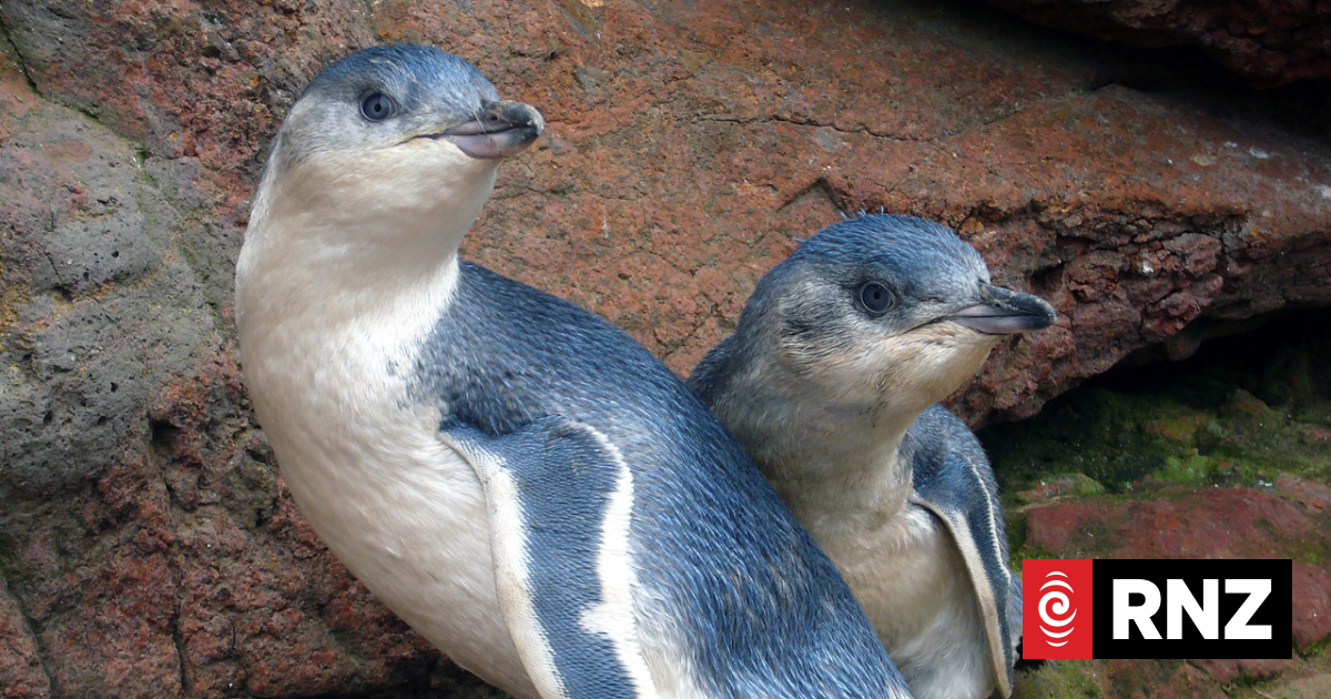 Nearly 1000 chicks fledged at Oamaru's blue penguin colony