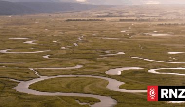 Australasian bittern discovered in Maniatoto basin