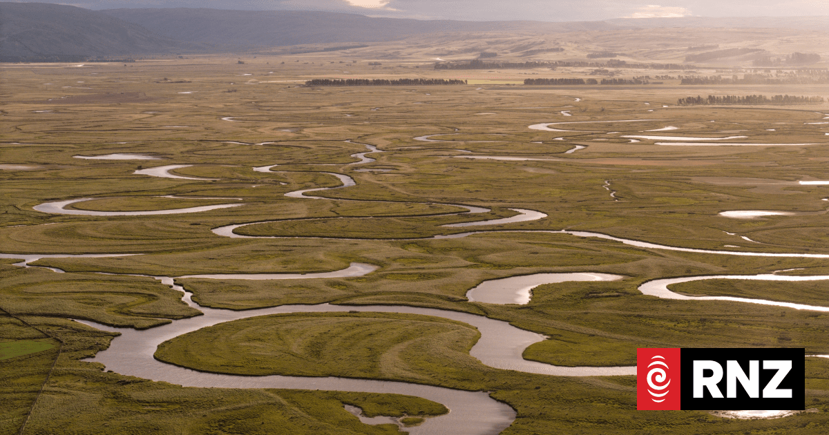 Australasian bittern discovered in Maniatoto basin