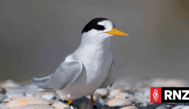 New Zealand's rarest endemic bird - fairy tern - has boost in numbers
