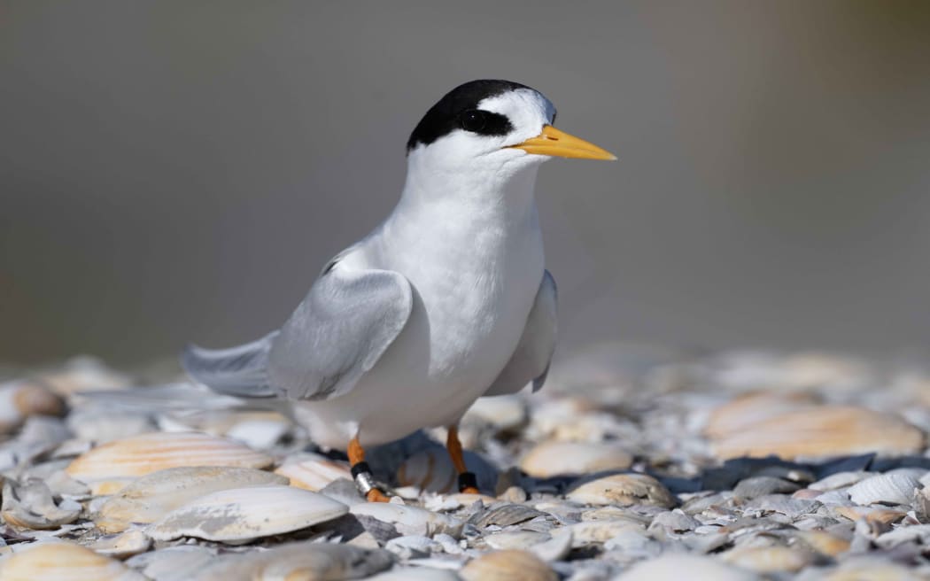 New Zealand's rarest endemic bird - the black-headed tara iti/fairy tern - has had a boost in numbers, according to the Department of Conservation.